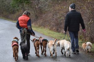 Dog Walking Apps: The 7 Best in 2026 (And How to Build Your Own)